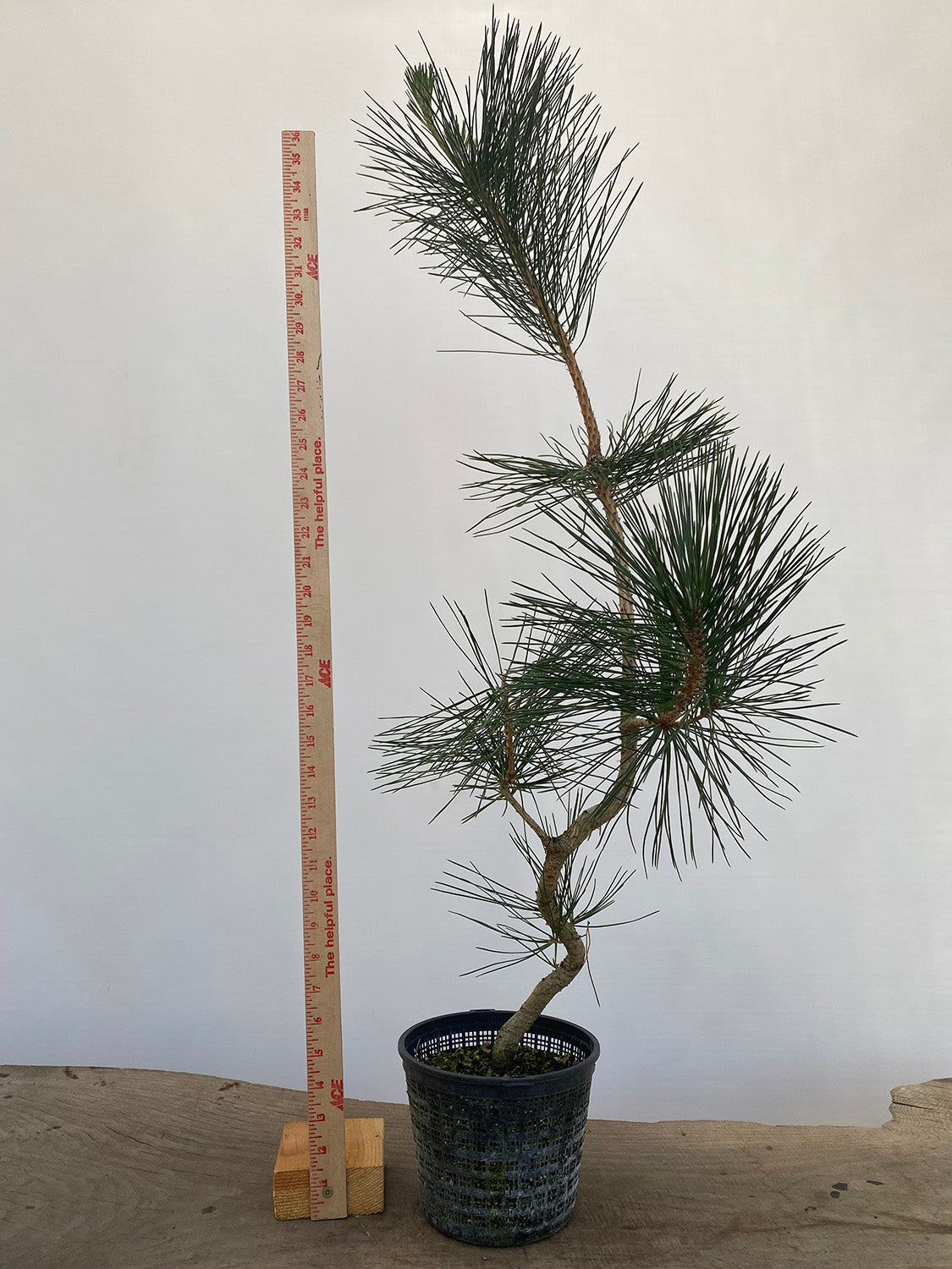 Japanese Black Pine in 6" Basket (PTG-012)