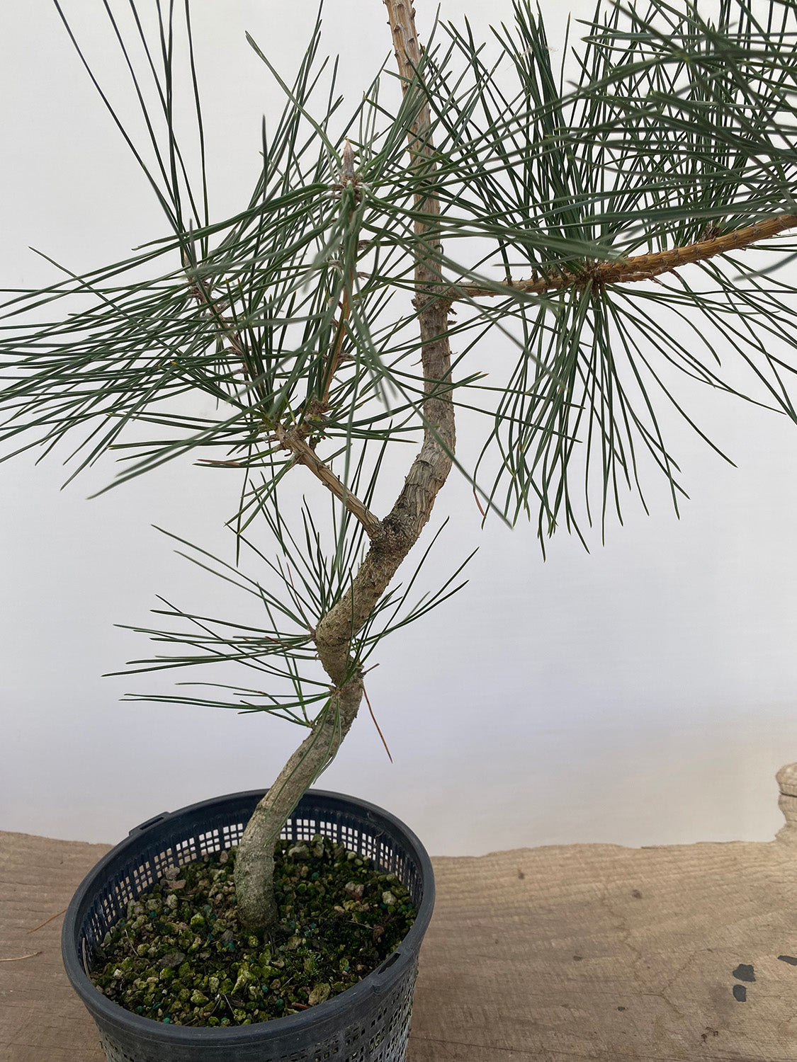 Japanese Black Pine in 6" Basket (PTG-012)