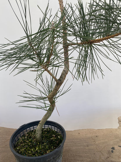 Japanese Black Pine in 6" Basket (PTG-012)