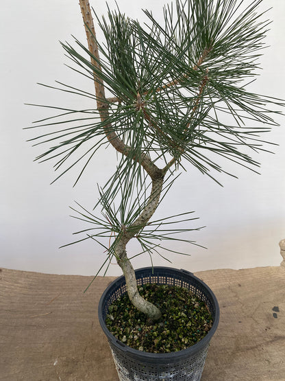 Japanese Black Pine in 6" Basket (PTG-012)