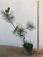 Japanese Black Pine in 6" Basket (PTG-013)