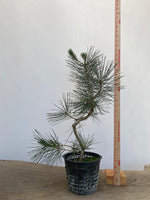 Japanese Black Pine in 6" Basket (PTG-013)