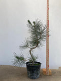 Japanese Black Pine in 6" Basket (PTG-013)
