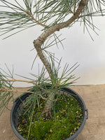 Japanese Black Pine in 6" Basket (PTG-013)