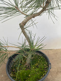 Japanese Black Pine in 6" Basket (PTG-013)