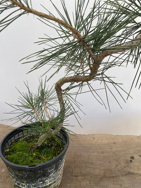 Japanese Black Pine in 6" Basket (PTG-013)
