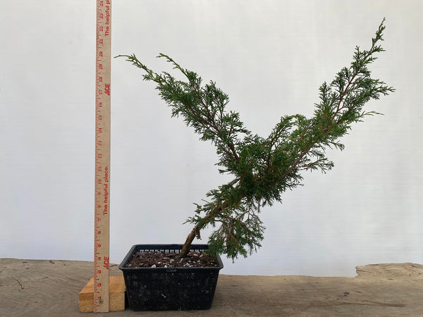 Itoigawa Juniper in an 8" Basket (JCG-01)