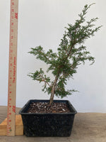 Itoigawa Juniper in an 8" Basket (JCG-01)