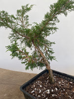 Itoigawa Juniper in an 8" Basket (JCG-01)