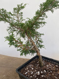 Itoigawa Juniper in an 8" Basket (JCG-01)
