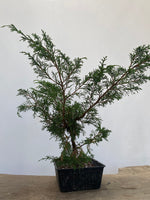 Itoigawa Juniper in an 8" Basket (JCG-01)