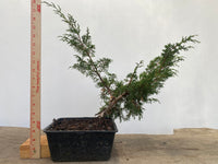 Itoigawa Juniper in an 8" Basket (JCG-02)