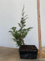 Itoigawa Juniper in an 8" Basket (JCG-02)