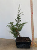 Itoigawa Juniper in an 8" Basket (JCG-02)