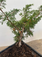 Itoigawa Juniper in an 8" Basket (JCG-02)