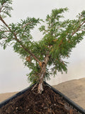 Itoigawa Juniper in an 8" Basket (JCG-02)
