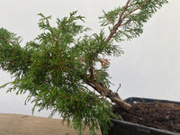 Itoigawa Juniper in an 8" Basket (JCG-02)