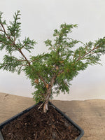 Itoigawa Juniper in an 8" Basket (JCG-02)