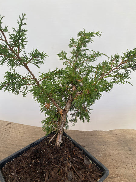 Itoigawa Juniper in an 8" Basket (JCG-02)