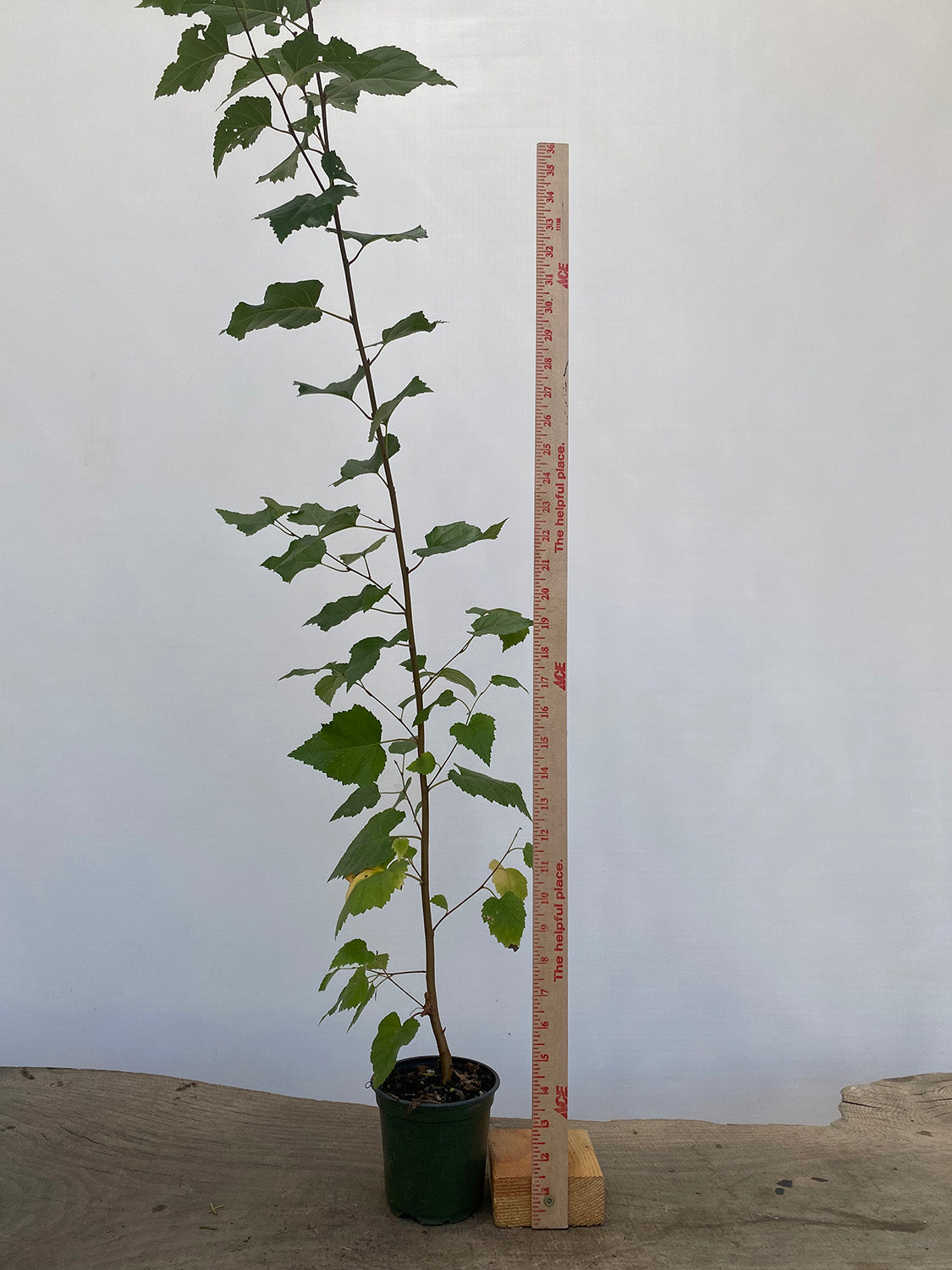 Silver birch 2 year old seedling – Left Coast Bonsai