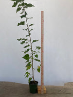 Paperbark birch 2 year old seedling