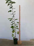Paperbark birch 2 year old seedling