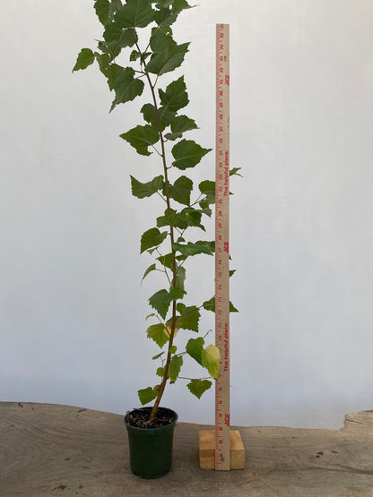 Silver birch 2 year old seedling