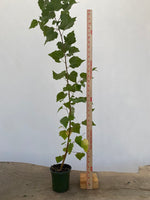 Paperbark birch 2 year old seedling