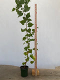 Paperbark birch 2 year old seedling