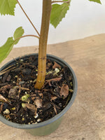 Paperbark birch 2 year old seedling