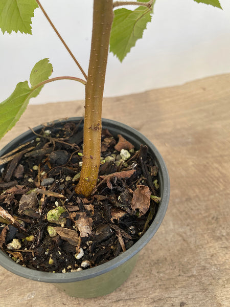 Paperbark birch 2 year old seedling