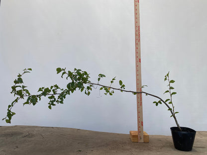 Korean Hornbeam. 2 yr with movement