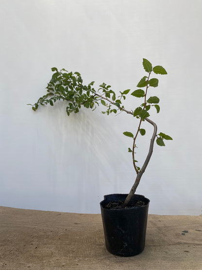 Korean Hornbeam. 2 yr with movement