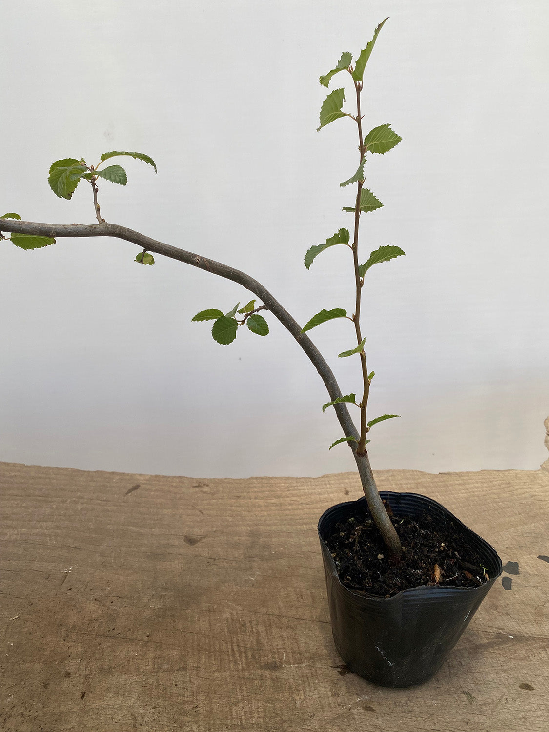 Korean Hornbeam. 2 yr with movement