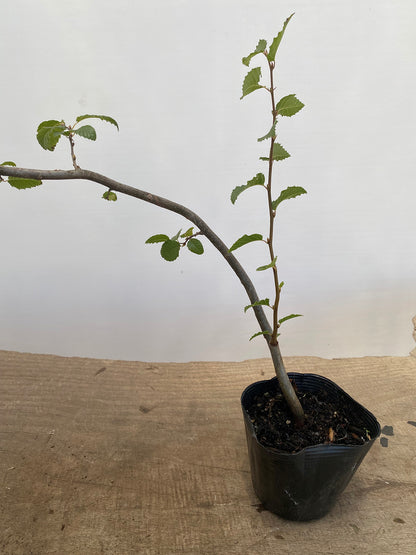 Korean Hornbeam. 2 yr with movement