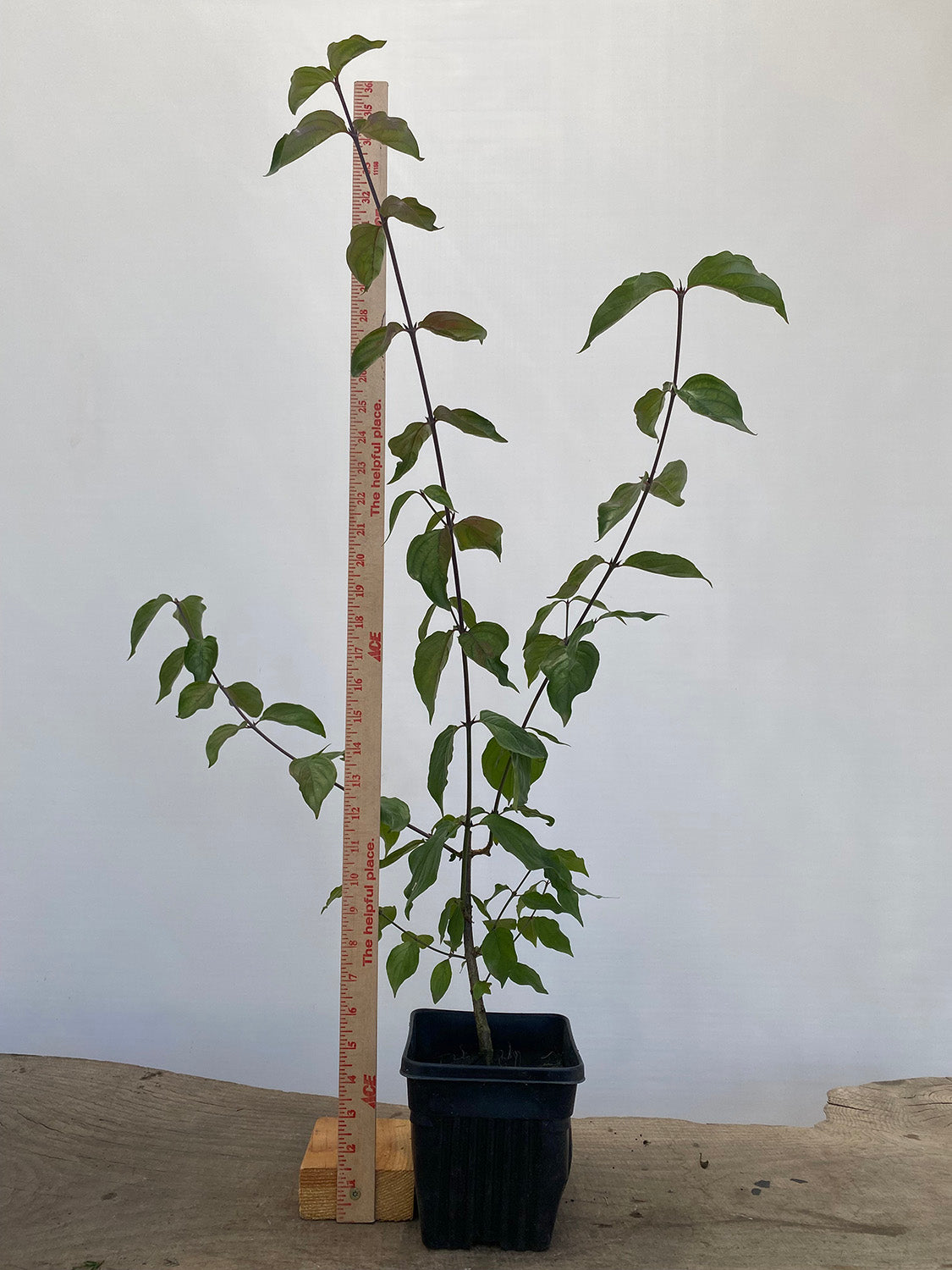 Japanese Dogwood (Cornus mas) 2 yr old