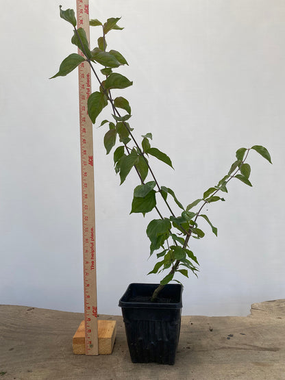 Japanese Dogwood (Cornus mas) 2 yr old