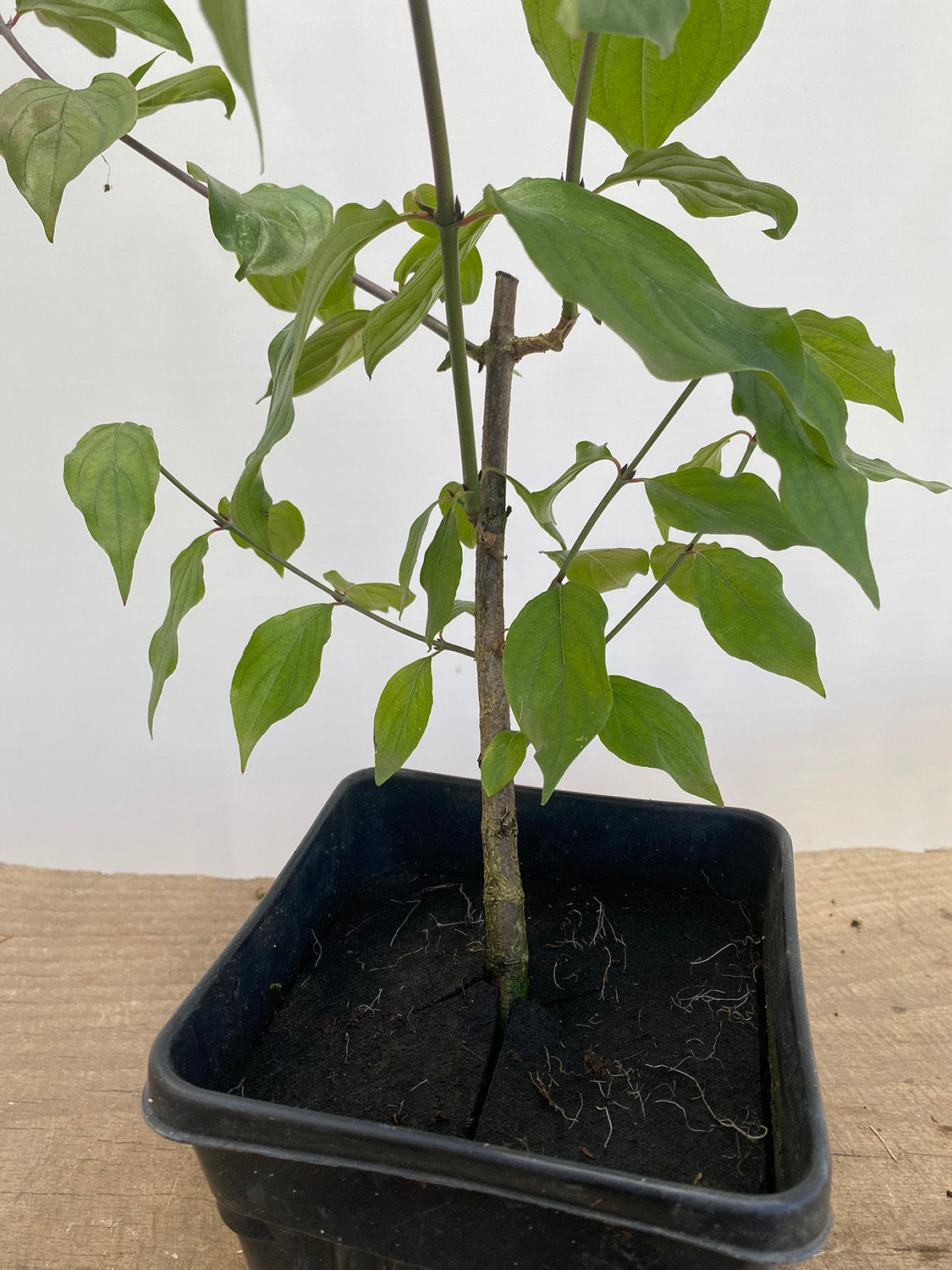 Japanese Dogwood (Cornus mas) 2 yr old