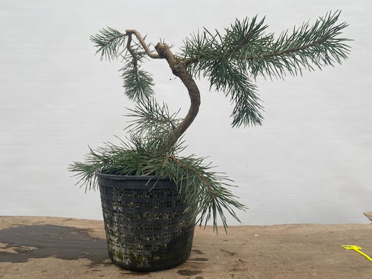 Scots Pine in a gallon pot (PSG-30)