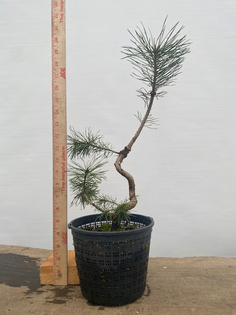 Scots Pine in a gallon pot (PSG-31)