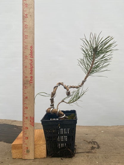 Scots Pine in a 4" pot (PS4-31)