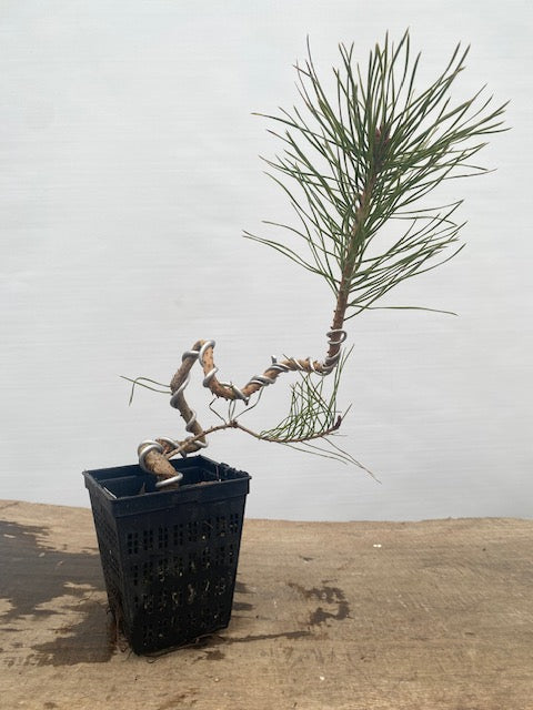 Scots Pine in a 4" pot (PS4-31)
