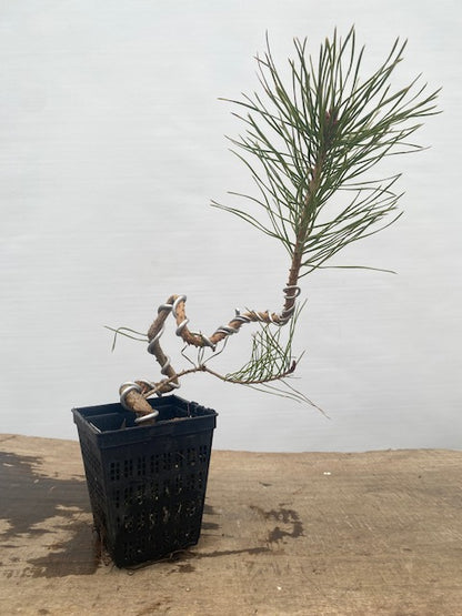 Scots Pine in a 4" pot (PS4-31)