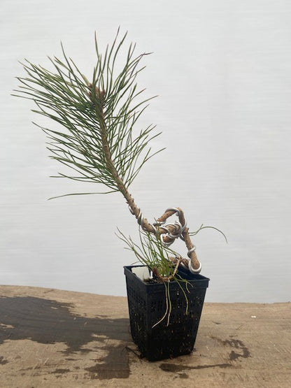 Scots Pine in a 4" pot (PS4-31)