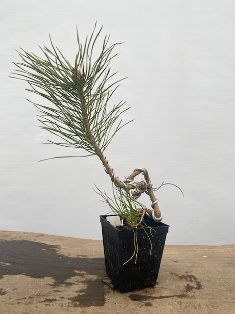 Scots Pine in a 4" pot (PS4-31)