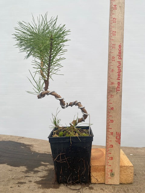 Scots Pine in a 4" pot (PS4-30)