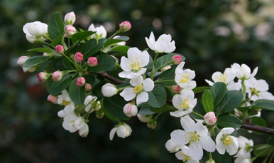 Sargent Crabapple root cutting in a 4" pot (MR4-03)