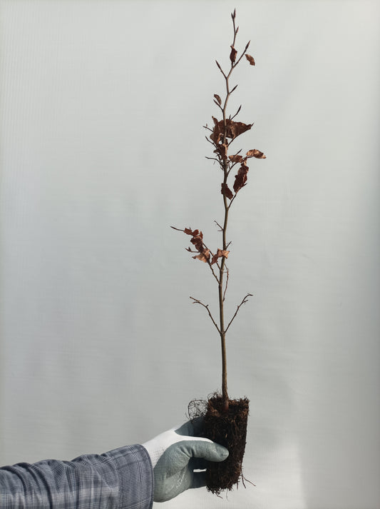 European Beech - Large (Fagus sylvatica) seedling plug- PRE-ORDER for 2026