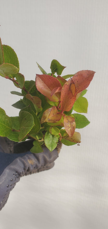 Salal (Gaultheria shallon)