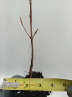 European Beech (Fagus sylvatica) seedling plug